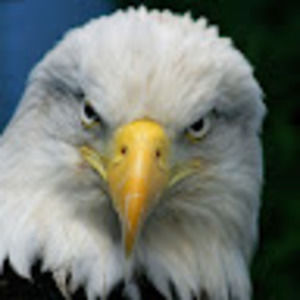 Meet your Posher, Eagle